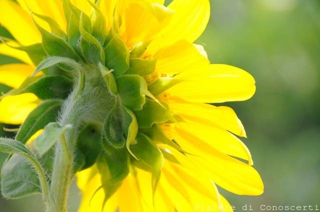 girasole