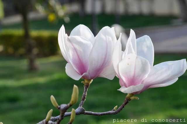 magnolia rosa